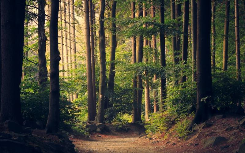 florida-forest